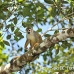 monkey_squirrel_common_la_h_1175_ecu3297.jpg